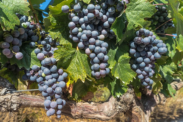 Viaje a las mejores fiestas del vino de España en camper