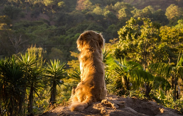 Destinos para viajar con tu mascota en furgoneta camper