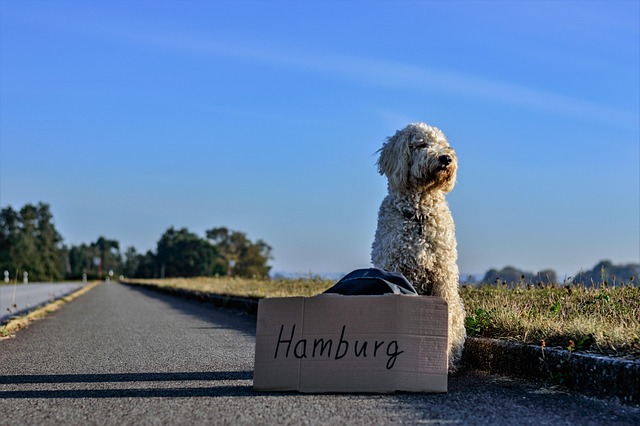 Destinos para viajar con tu mascota en furgoneta camper