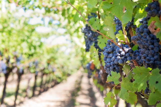 Ruta del vino por la Comunidad Valenciana en furgoneta camper