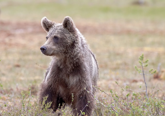 Viaje a la Senda del Oso en bicicleta con una furgoneta camper