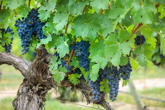 Viaje a la Rioja Alavesa en furgoneta camper
